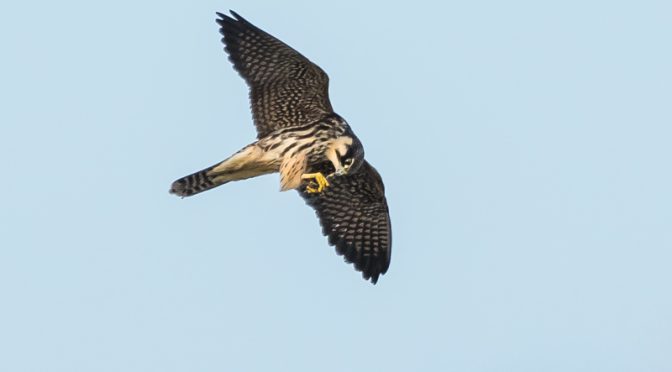 Rovfuglekursus ved Falsterbo 7./8. september 2019