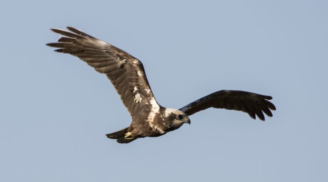 Fugletur til Selsø og Østerskov