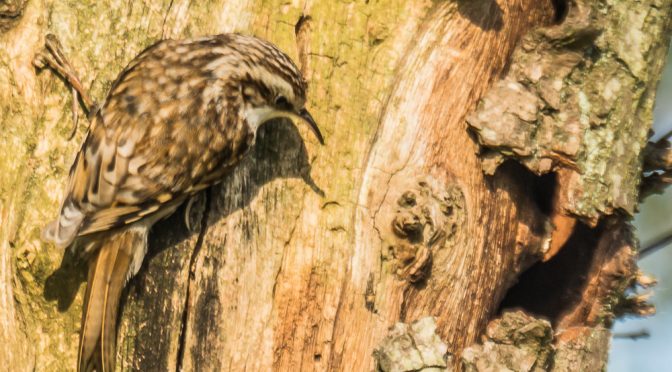 Forårets fugle i Valborup Skov. (1)